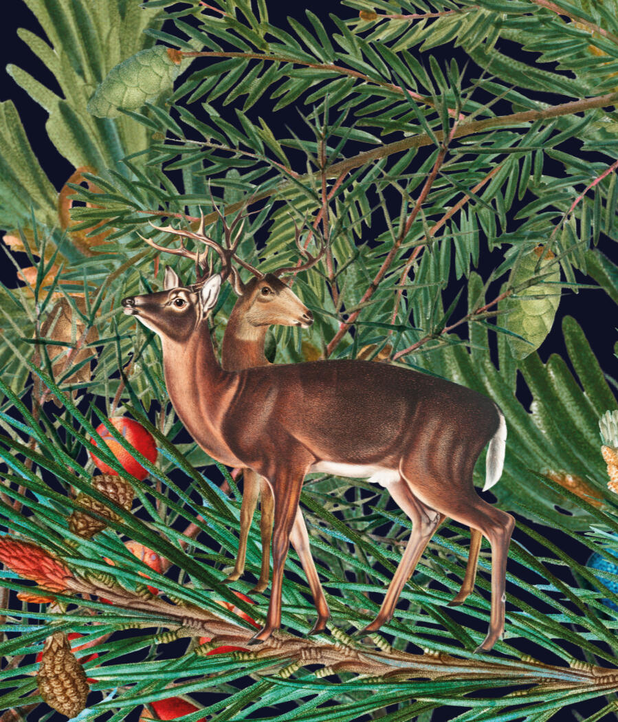 A painterly illustrated two headed deer on a background of pine needles and branches.